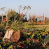 CBL Rockery in winter