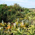 CBL Rockery