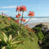 Aloe maculata at the beach