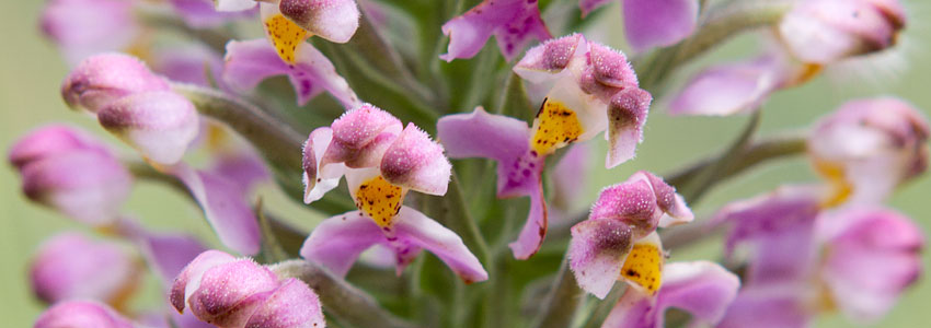 Elsa Pooley - botanical artist