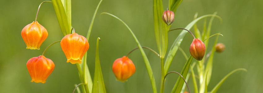 Elsa Pooley - copyright notice