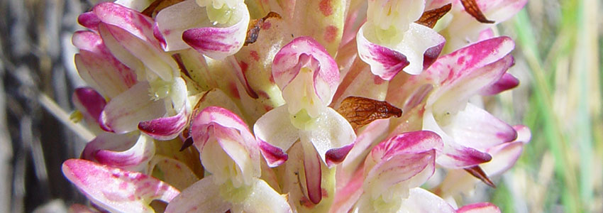 Elsa Pooley - botanical tours